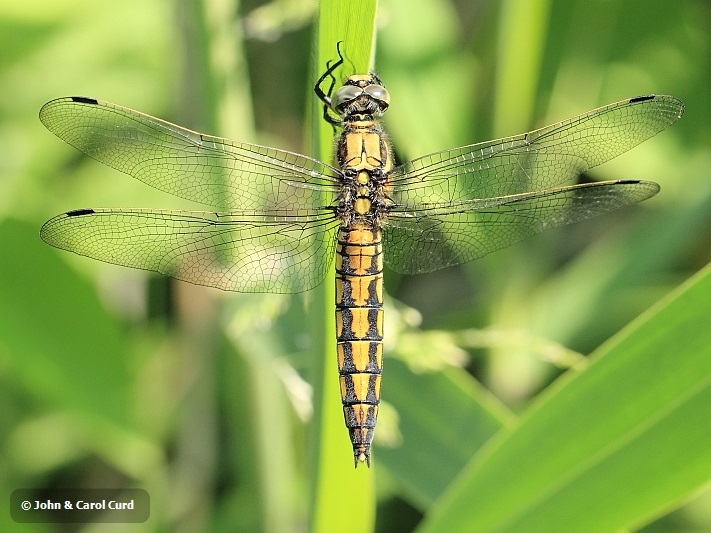 _MG_1314 Orthetrum cancellatum female.JPG